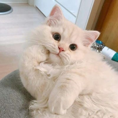 Arif Alvi avatar